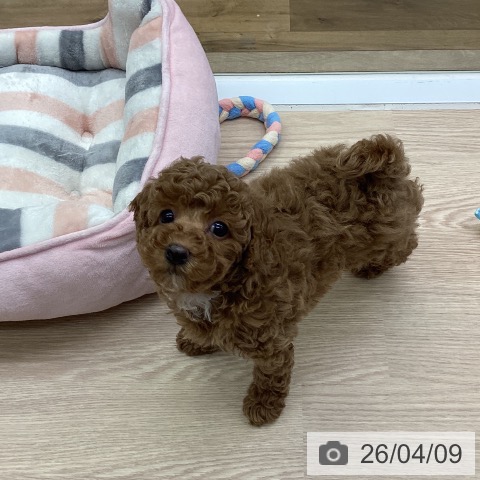 トイ・プードルの写真