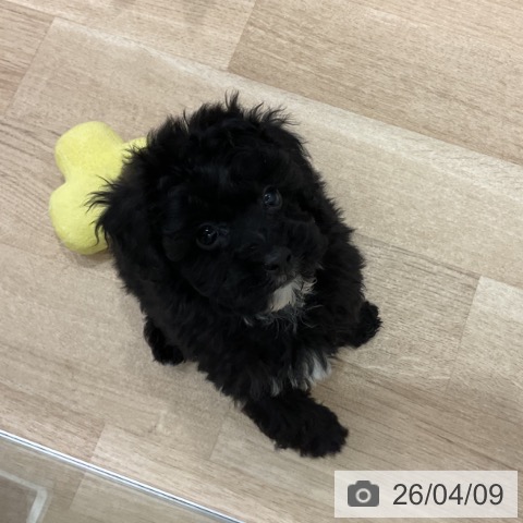 トイ・プードルの写真