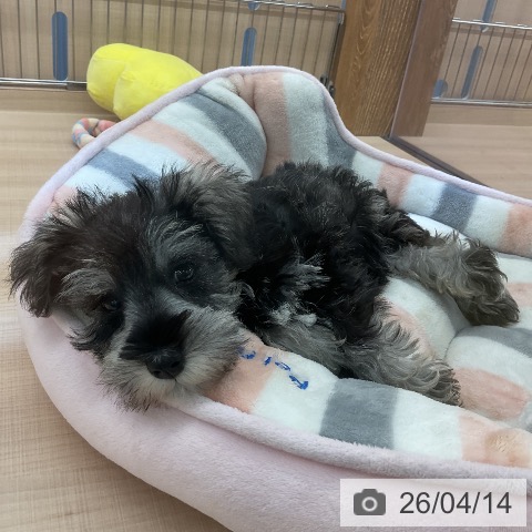 ミニチュア・シュナウザーの写真