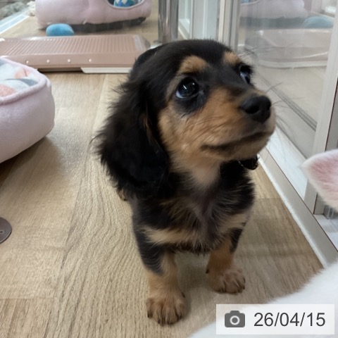 神奈川県のミニチュアダックスフンド(ロング) (ペットプラス 湘南平塚店/2026年2月5日生まれ/男の子/ブラックタン)の子犬の4枚目の画像