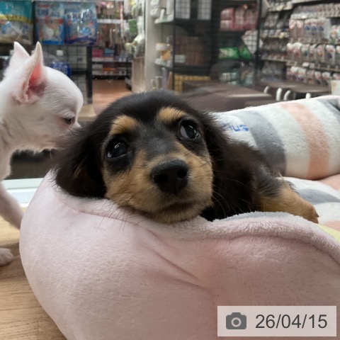 神奈川県のミニチュアダックスフンド(ロング) (ペットプラス 湘南平塚店/2026年2月5日生まれ/男の子/ブラックタン)の子犬の3枚目の画像