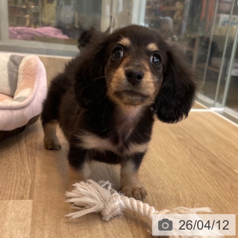 神奈川県のミニチュアダックスフンド(ロング) (ペットプラス テラスモール湘南店/2026年2月5日生まれ/男の子/ブラックタン)の子犬の3枚目の画像