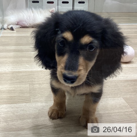 宮城県のミニチュアダックスフンド(ロング) (ペットプラス 名取店/2026年2月5日生まれ/女の子/ブラックタン)の子犬の3枚目の画像