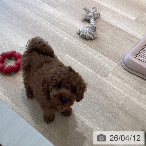 神奈川県のトイプードル(トイ) (ペットプラス ゆめが丘ソラトス店/2026年2月7日生まれ/女の子/レッド)の子犬の4枚目の画像