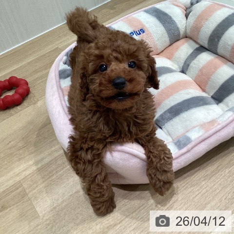 神奈川県のトイプードル(トイ) (ペットプラス ゆめが丘ソラトス店/2026年2月7日生まれ/女の子/レッド)の子犬の3枚目の画像