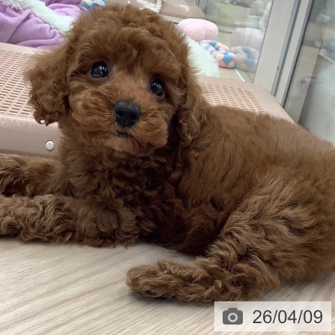 埼玉県のトイプードル(トイ) (ペットプラス 川口店/2026年2月7日生まれ/女の子/レッド)の子犬の3枚目の画像