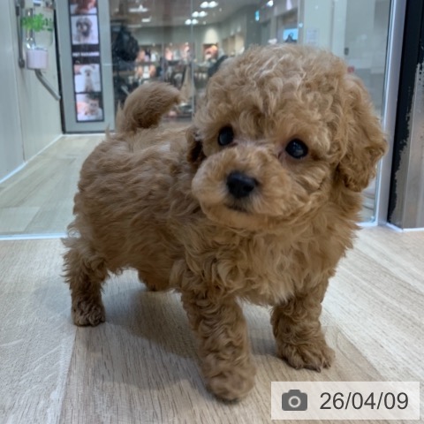 トイ・プードルの写真