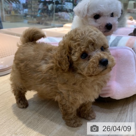 トイ・プードルの写真