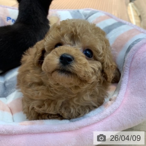 トイ・プードルの写真