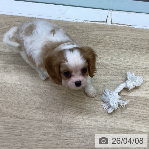 キャバリア・キングチャールズ・スパニエルの写真