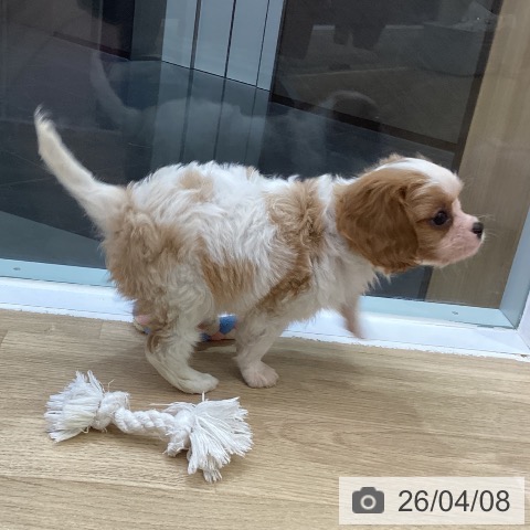 キャバリア・キングチャールズ・スパニエルの写真