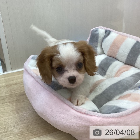 キャバリア・キングチャールズ・スパニエルの写真