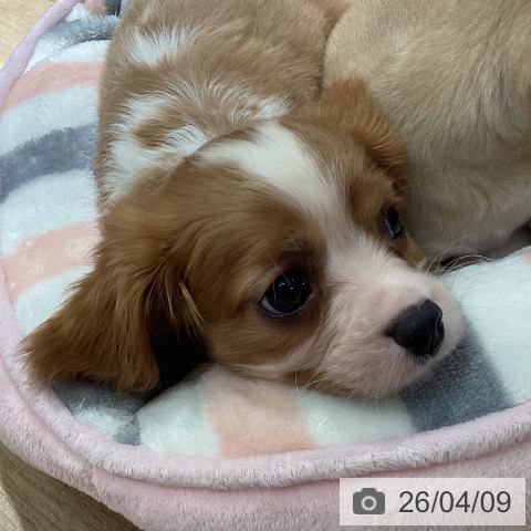 埼玉県のキャバリアキングチャールズスパニエル (ペットプラス イオンモール春日部店/2026年2月7日生まれ/男の子/ブレンハイム)の子犬の3枚目の画像