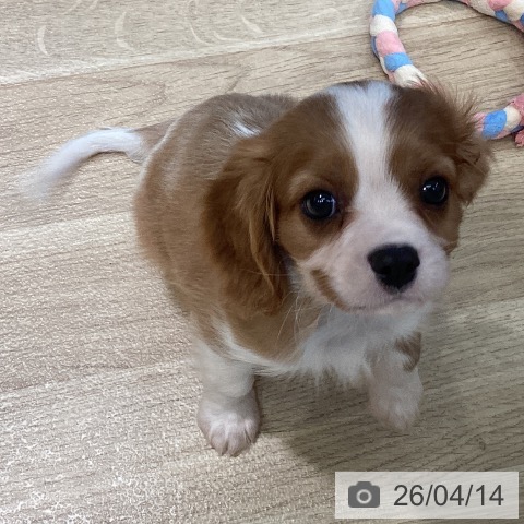 キャバリア・キングチャールズ・スパニエルの写真