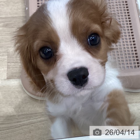 キャバリア・キングチャールズ・スパニエルの写真