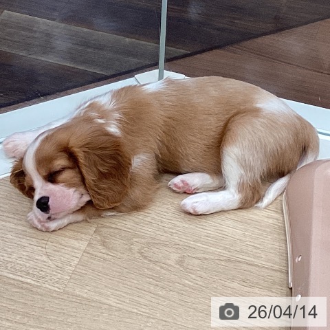 キャバリア・キングチャールズ・スパニエルの写真