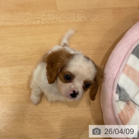 千葉県のキャバリアキングチャールズスパニエル (ペットプラス 成田店/2026年2月7日生まれ/女の子/ブレンハイム)の子犬の4枚目の画像