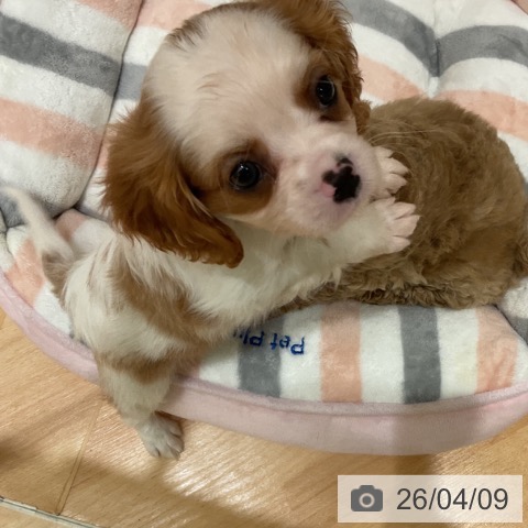 千葉県のキャバリアキングチャールズスパニエル (ペットプラス 成田店/2026年2月7日生まれ/女の子/ブレンハイム)の子犬の3枚目の画像