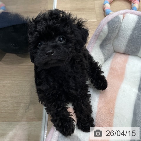 東京都のトイプードル(トイ) (ペットプラス 大井町トラックス店/2026年2月7日生まれ/女の子/ブラック)の子犬の3枚目の画像