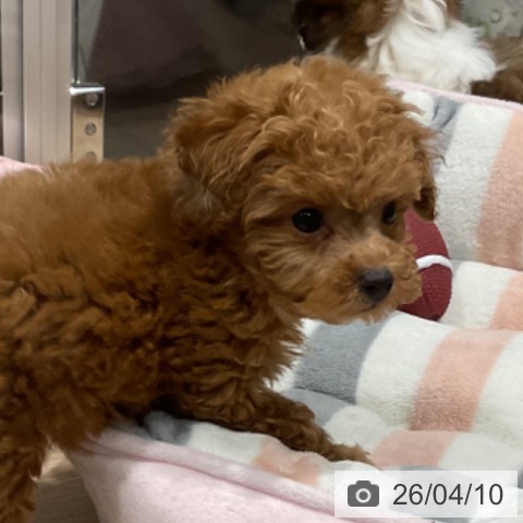 トイ・プードルの写真