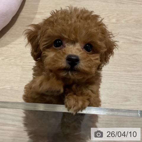 トイ・プードルの写真