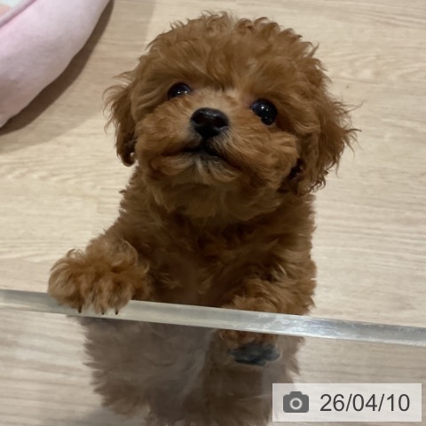 トイ・プードルの写真