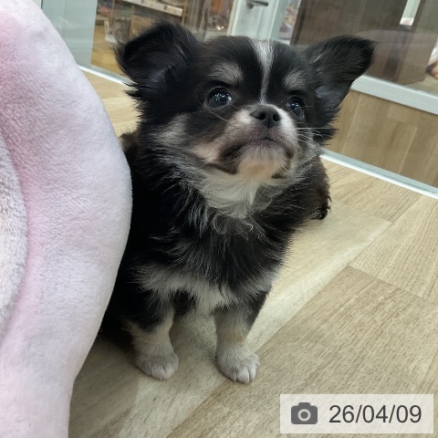 群馬県のチワワ(ロング) (ペットプラス 前橋店/2026年2月7日生まれ/男の子/ブラックタンホワイト)の子犬の3枚目の画像