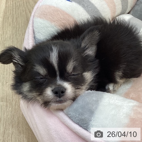 群馬県のチワワ(ロング) (ペットプラス 前橋店/2026年2月7日生まれ/男の子/ブラックタンホワイト)の子犬の4枚目の画像