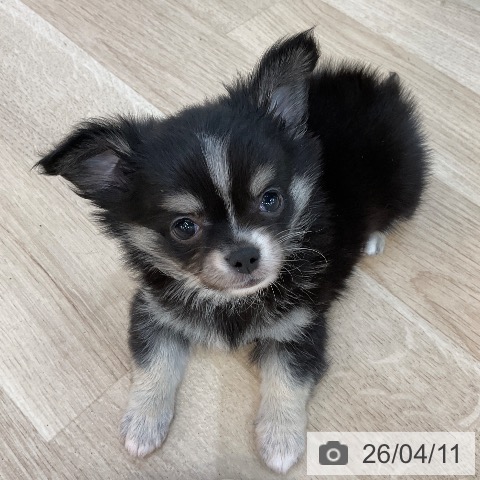 群馬県のチワワ(ロング) (ペットプラス 前橋店/2026年2月7日生まれ/男の子/ブラックタンホワイト)の子犬の3枚目の画像