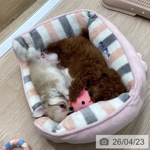 埼玉県のチワワ(ロング) (ペットプラス 八潮店/2026年2月7日生まれ/女の子/フォーンホワイト)の子犬の3枚目の画像