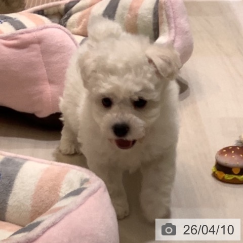 ビション・フリーゼの写真