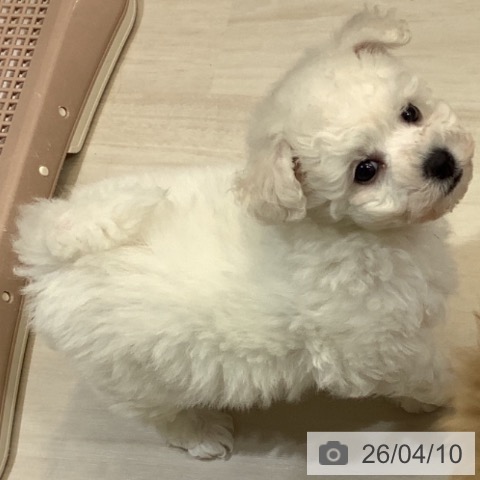 ビション・フリーゼの写真