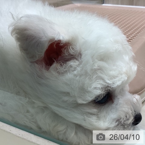 ビション・フリーゼの写真