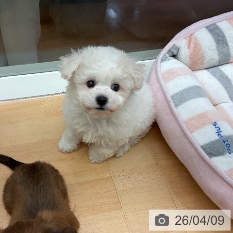 千葉県のビションフリーゼ (ペットプラス 成田店/2026年2月7日生まれ/男の子/ホワイト)の子犬の4枚目の画像