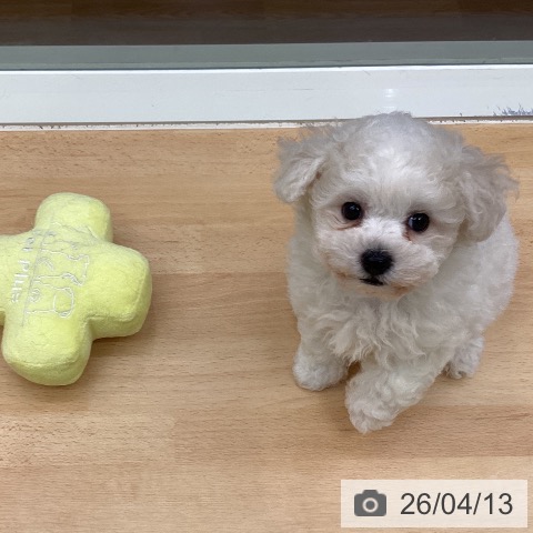 千葉県のビションフリーゼ (ペットプラス 成田店/2026年2月7日生まれ/男の子/ホワイト)の子犬の3枚目の画像