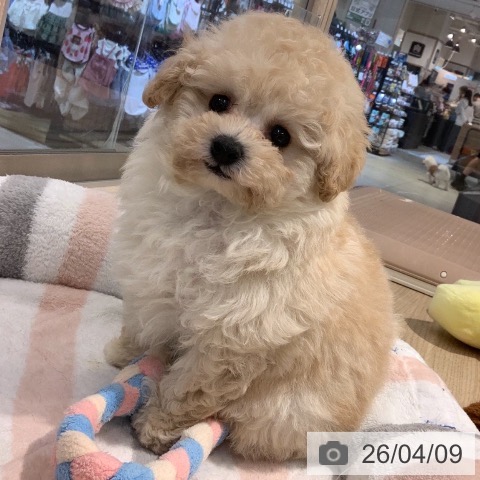 東京都のトイプードル(トイ) (ペットプラス アクアシティお台場店/2026年2月5日生まれ/男の子/クリーム)の子犬の4枚目の画像