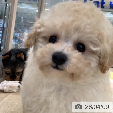 東京都のトイプードル(トイ) (ペットプラス アクアシティお台場店/2026年2月5日生まれ/男の子/クリーム)の子犬の3枚目の画像