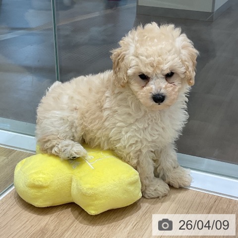 岩手県のトイプードル(トイ) (ペットプラス 盛岡南店/2026年2月5日生まれ/男の子/クリーム)の子犬の3枚目の画像