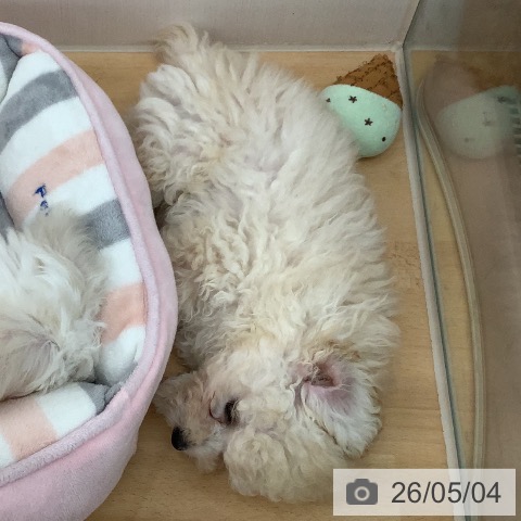 青森県のトイプードル(トイ) (ペットプラス 青森浜田店/2026年2月5日生まれ/男の子/クリーム)の子犬の4枚目の画像