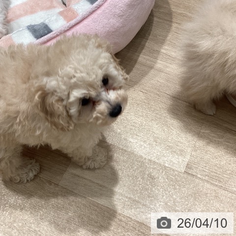 埼玉県のトイプードル(トイ) (ペットプラス ピオニウォーク東松山店/2026年2月5日生まれ/女の子/クリーム)の子犬の4枚目の画像