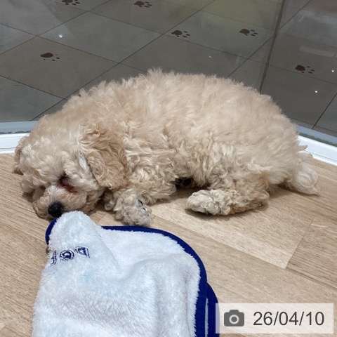 埼玉県のトイプードル(トイ) (ペットプラス ピオニウォーク東松山店/2026年2月5日生まれ/女の子/クリーム)の子犬の3枚目の画像