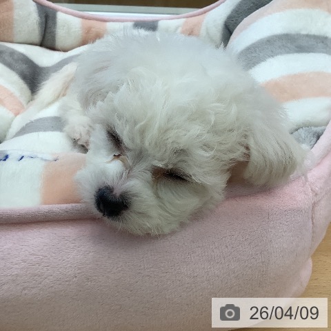 ビション・フリーゼの写真