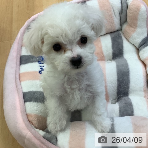 ビション・フリーゼの写真