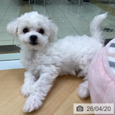 埼玉県のビションフリーゼ (ペットプラス 羽生店/2026年2月7日生まれ/女の子/ホワイト)の子犬の3枚目の画像