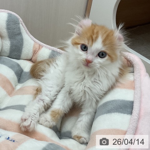 アメリカンカールの写真