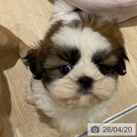 神奈川県のシーズー (ペットプラス モザイクモール港北店/2026年2月7日生まれ/男の子/ホワイトゴールド)の子犬の4枚目の画像