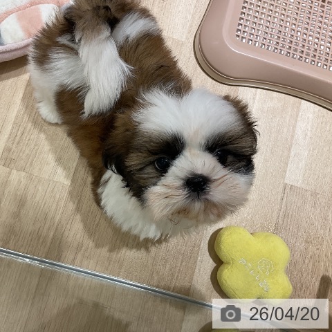 神奈川県のシーズー (ペットプラス モザイクモール港北店/2026年2月7日生まれ/男の子/ホワイトゴールド)の子犬の3枚目の画像