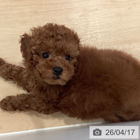 神奈川県のトイプードル(トイ) (ペットプラス 海老名店/2026年2月8日生まれ/男の子/レッド)の子犬の3枚目の画像