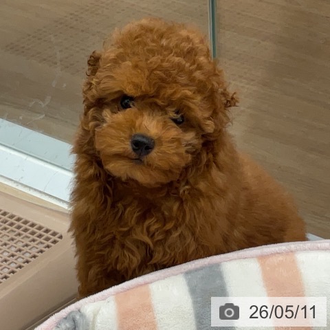 神奈川県のトイプードル(トイ) (ペットプラス 天王町店/2026年2月8日生まれ/男の子/レッド)の子犬の3枚目の画像