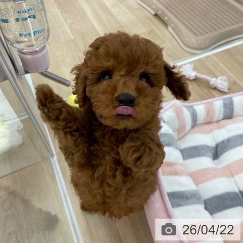 神奈川県のトイプードル(トイ) (ペットプラス 相模原並木店/2026年2月8日生まれ/男の子/レッド)の子犬の4枚目の画像